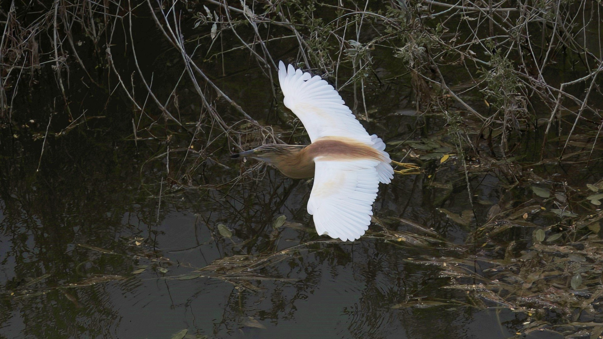 Little Egret